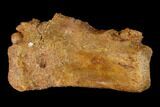 Fossil Dinosaur Caudal Vertebra - Morocco #144822-1